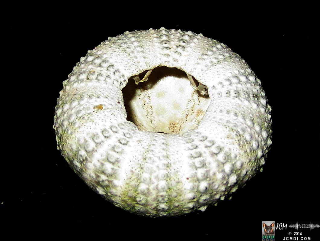 Sea Urchin shell from Anacapa Island California